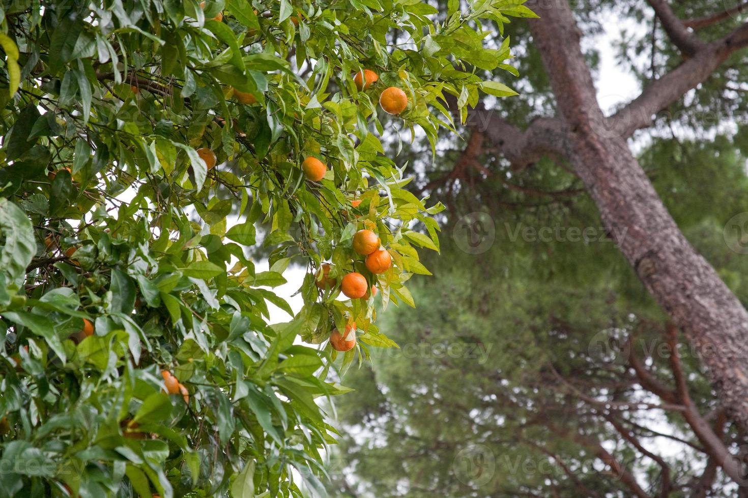 laranjeira com frutas foto