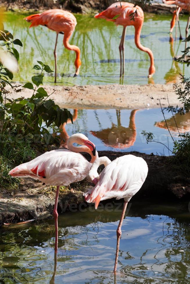 pássaros flamingos ao ar livre foto