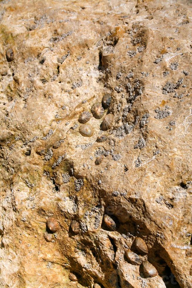 superfície da rocha de concha foto