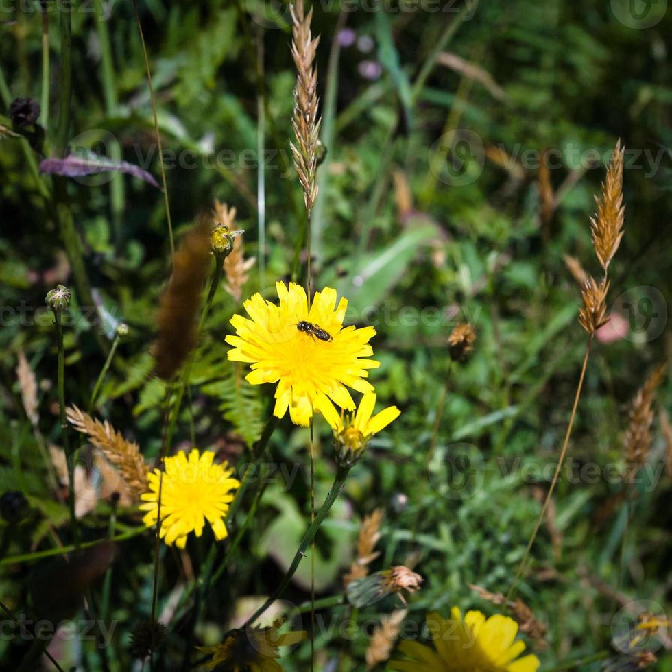 flor de dente de leão amarelo no Prado em ploumanach foto