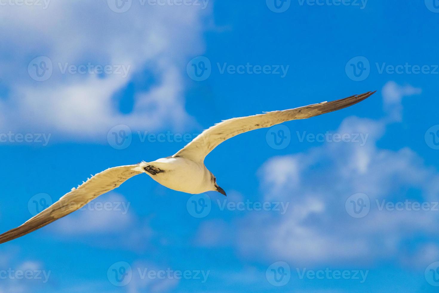 pássaro de gaivota voando com nuvens de fundo de céu azul no méxico. foto