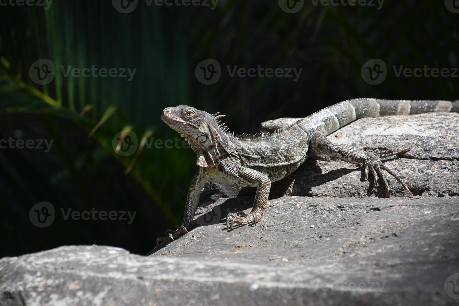 iguana rastejante com espinhos nas costas foto