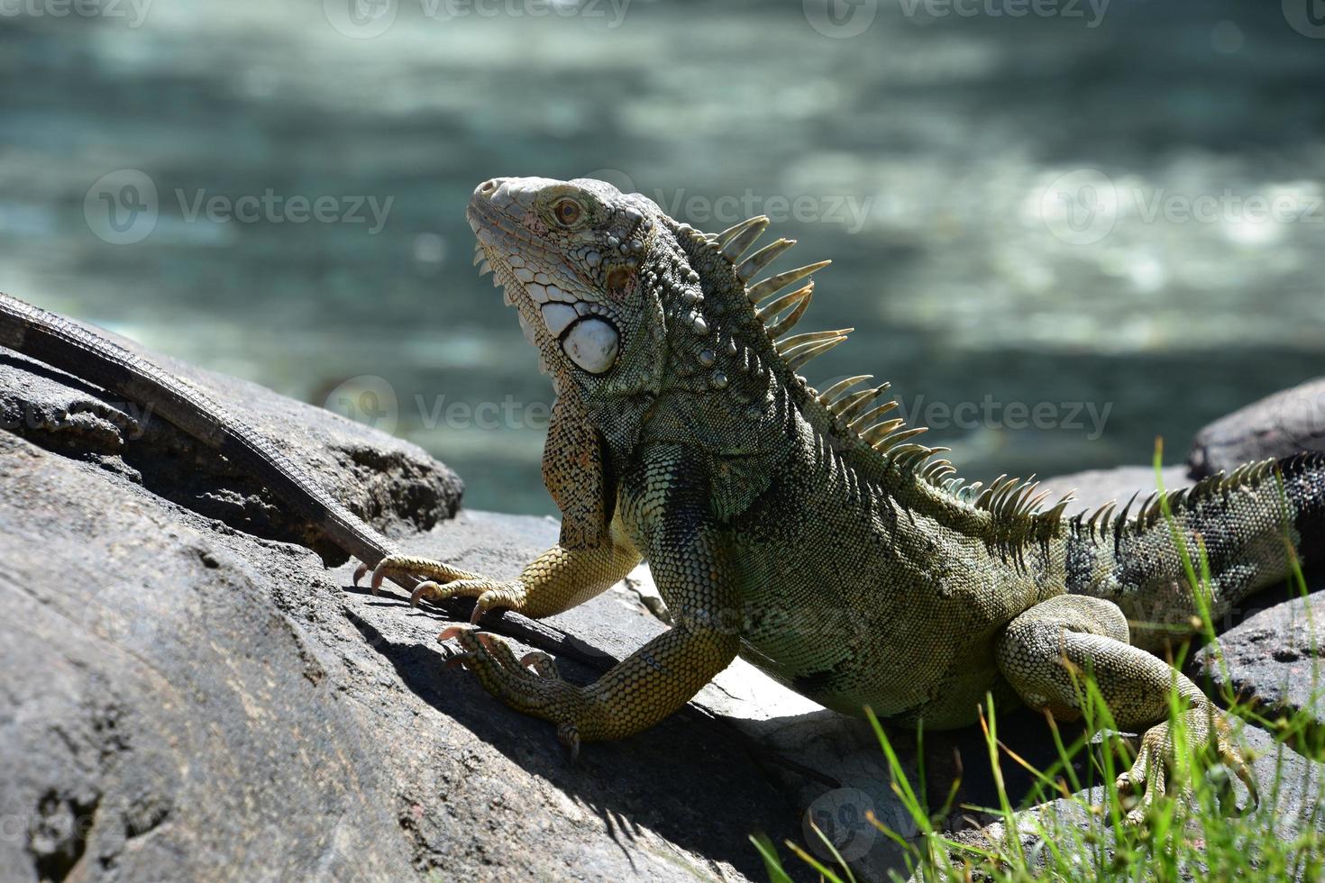 fantástico olhar de perto para uma iguana foto