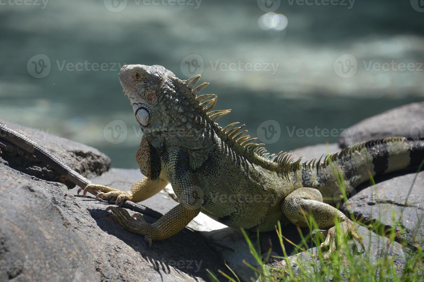 espinhos espetados nas costas de uma iguana foto