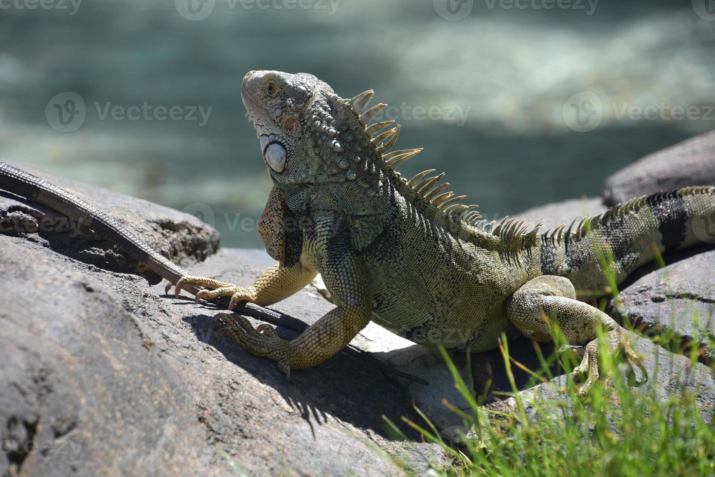 equilibrado e posando iguana em um par de rochas foto