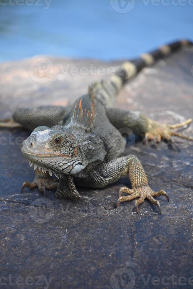 fantástica iguana esticada ao longo de uma rocha foto