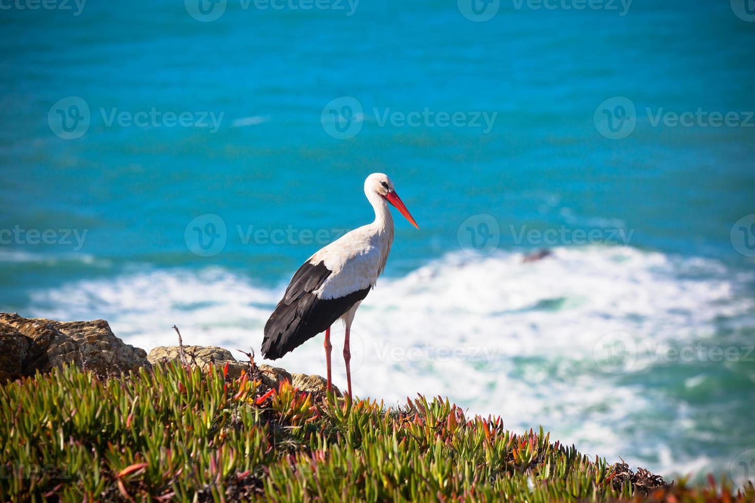 cegonha em um penhasco na costa oeste de portugal foto