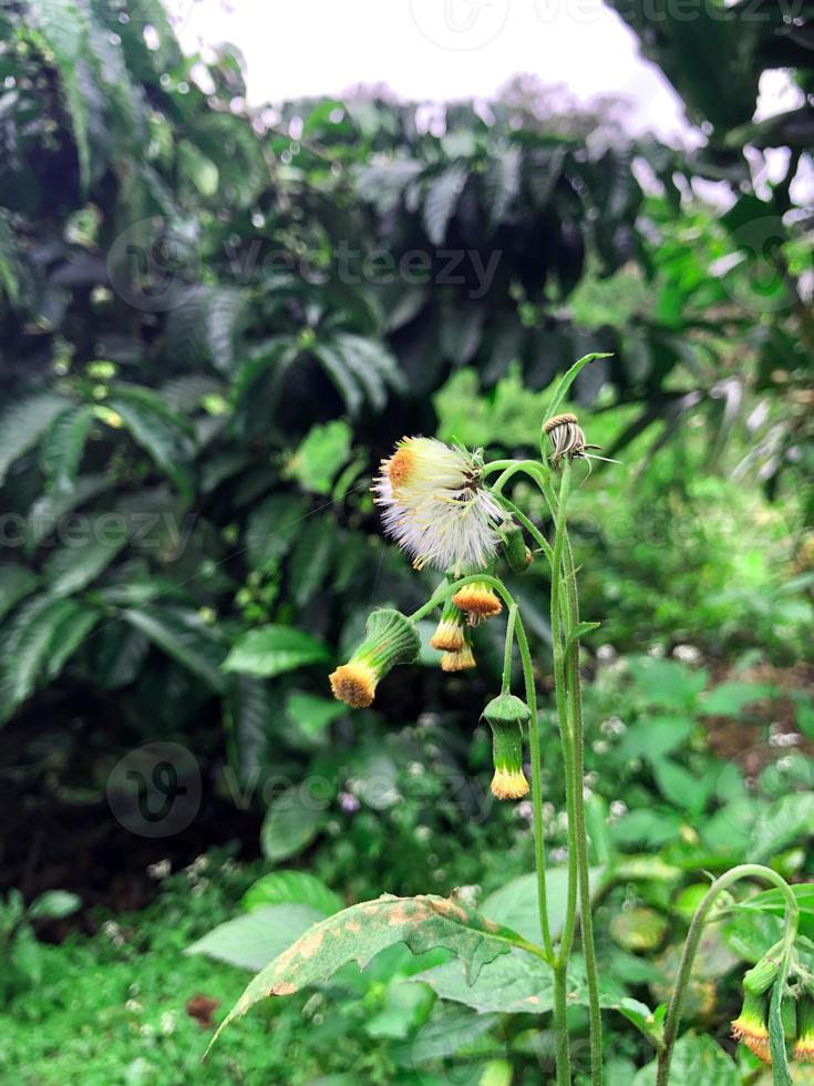 flores voam como dentes de leão foto