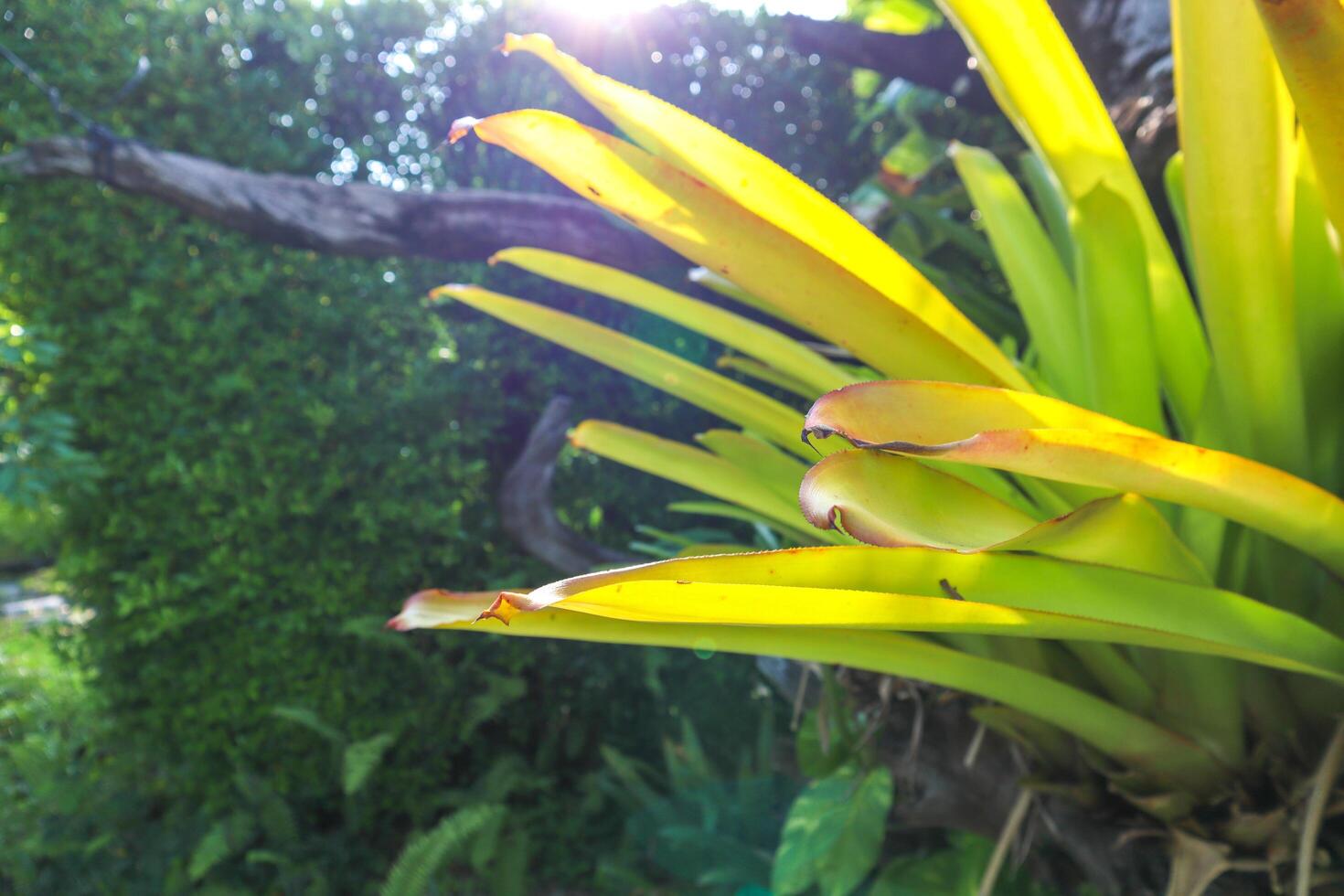 as folhas do mato na luz de fundo, fundo verde da natureza, fundo de primavera foto