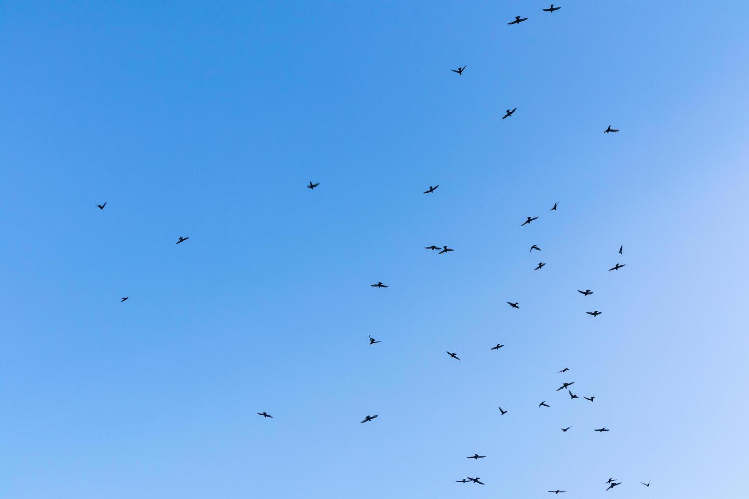 os pássaros estão voando no céu azul, imagem de fundo do céu foto