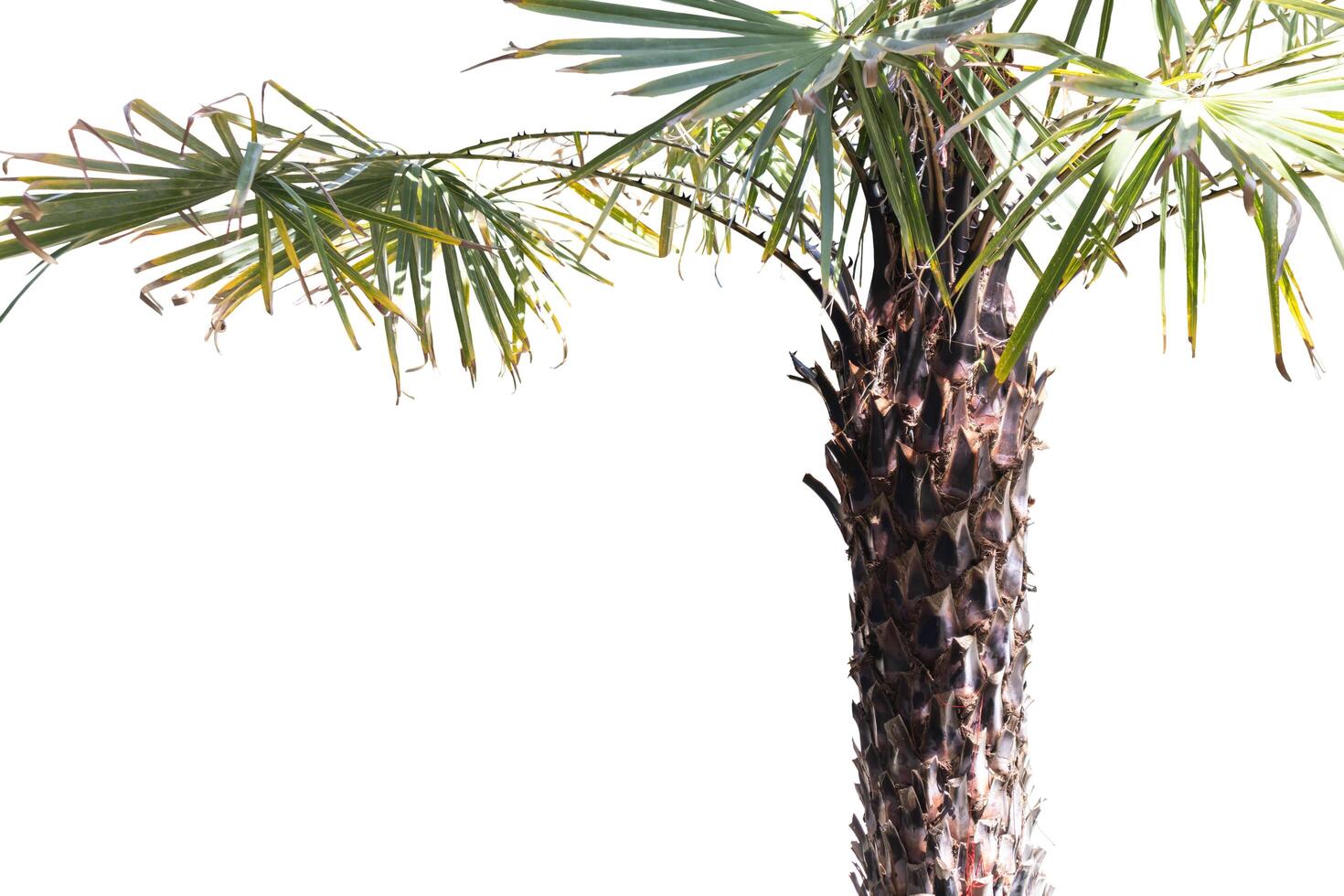 palmeira de washingtonia robusta isolada em fundo branco para decoração de parque ou jardim, plantas ornamentais foto