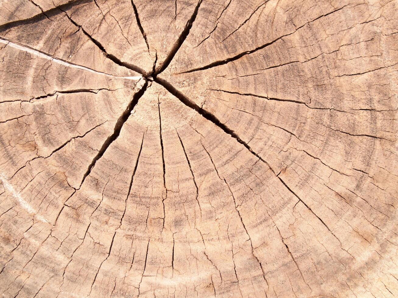 a textura close-up do toco de árvore com rachaduras de tocos usados para imagens de fundo foto