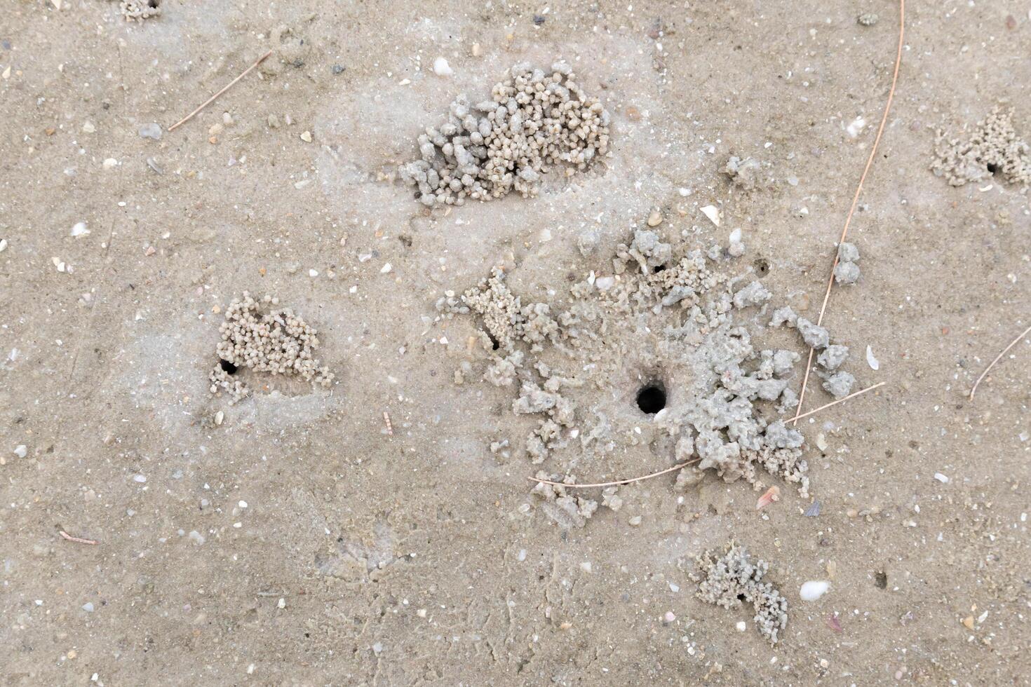 buraco do caranguejo no chão da praia na areia molhada foto