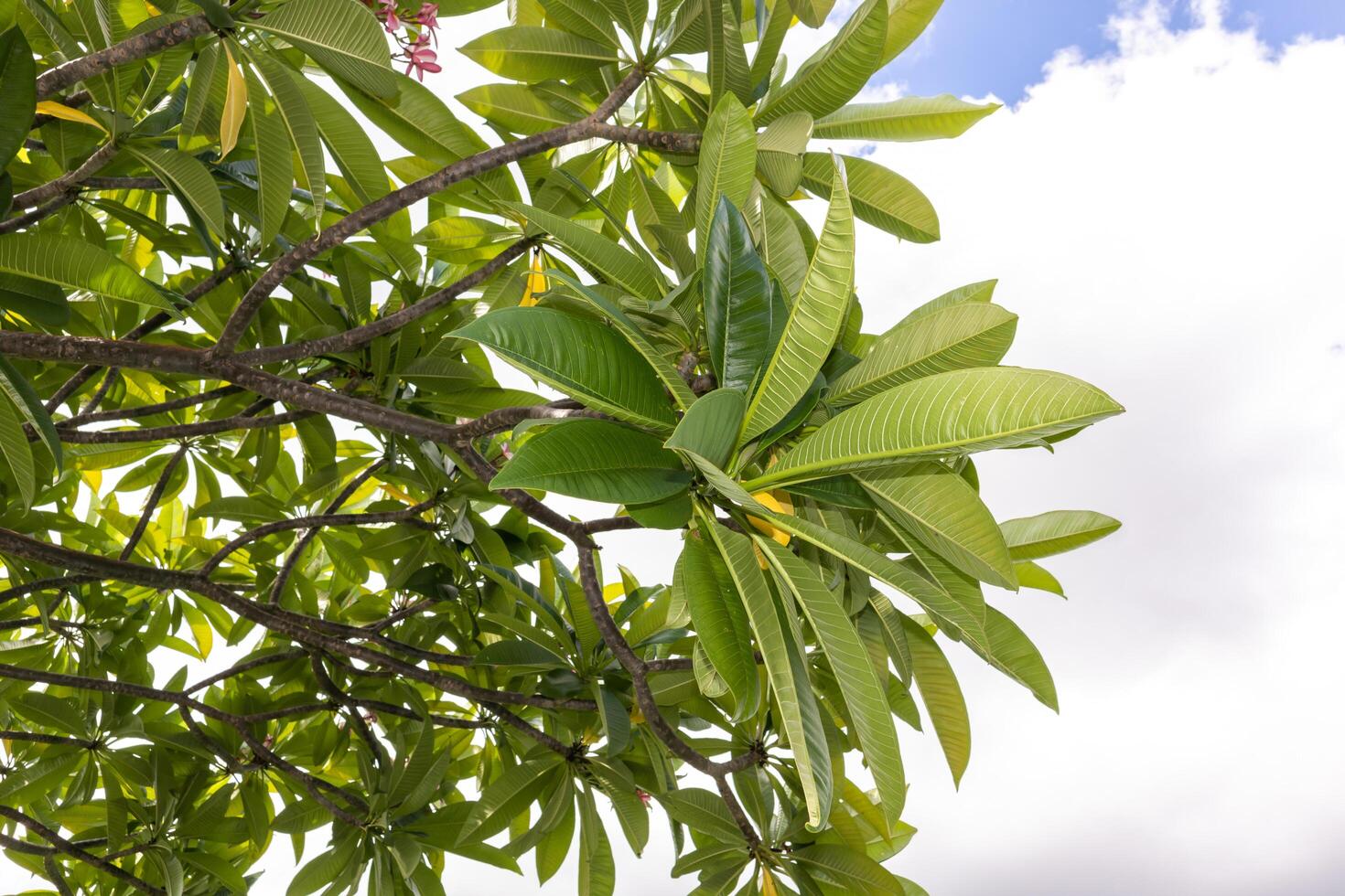 frangipani de flor branca ou plumeria em folha verde com céu azul claro no fundo. foto