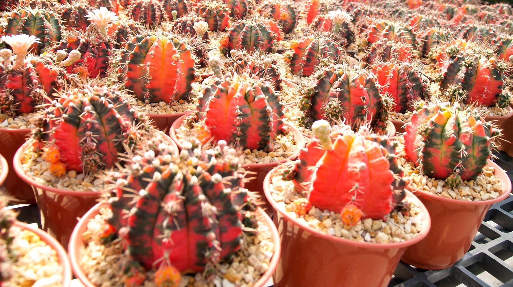 cacto vermelho no jardim foto