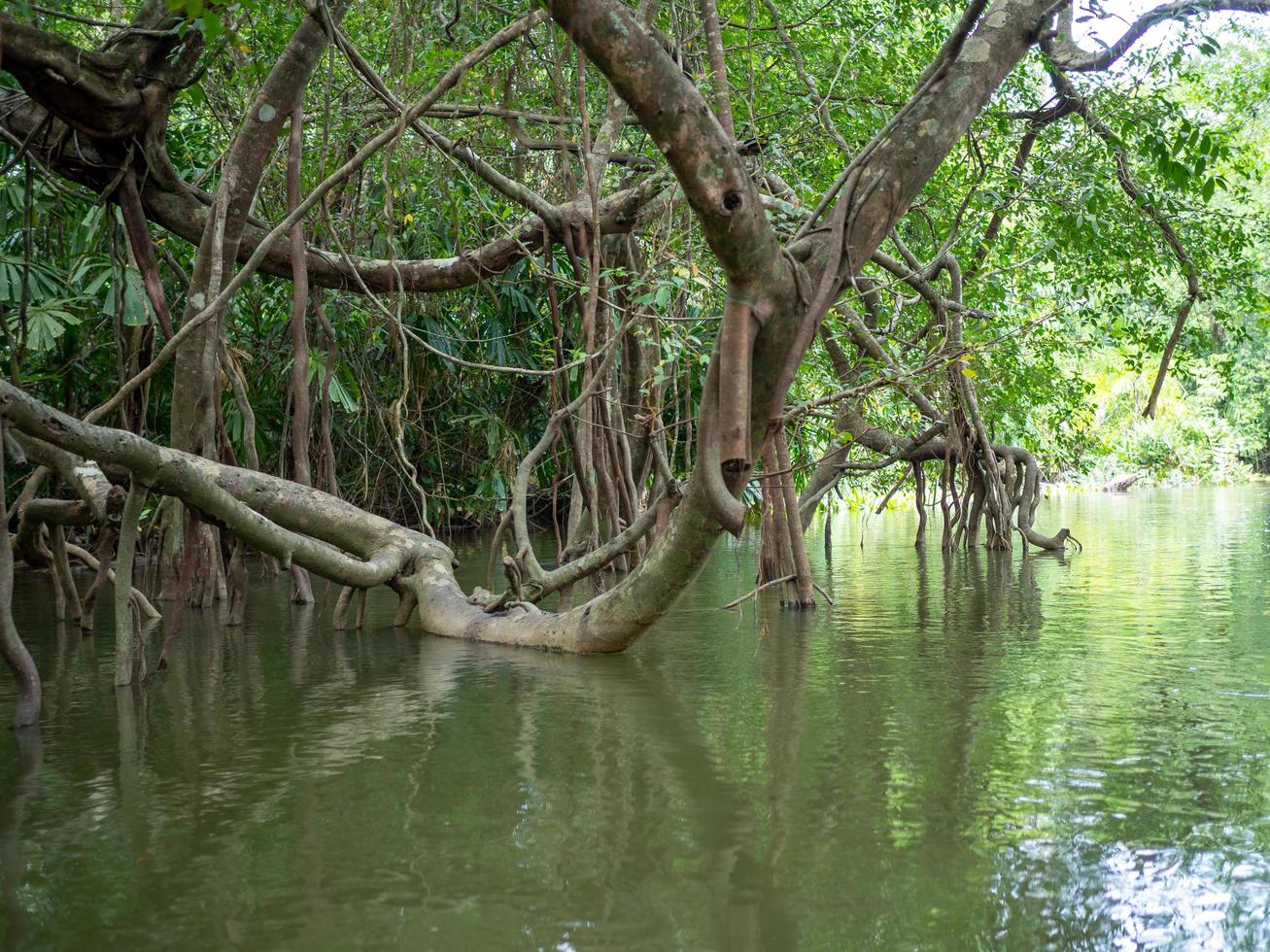 velhas raízes de figueiras na pequena amazônia ou khlong sang naen, phang nga, tailândia, um famoso destino turístico. foto