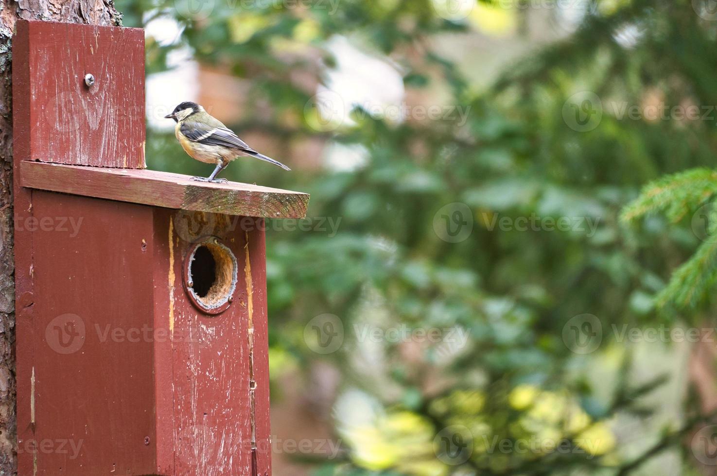 grande chapim em uma casa de pássaro vermelho. tiro animal de um pássaro da natureza. animal foto