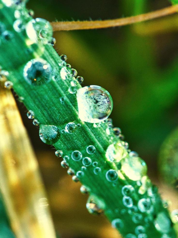 gotas de orvalho congeladas em uma folha de grama. close-up de água congelada. tiro macro foto