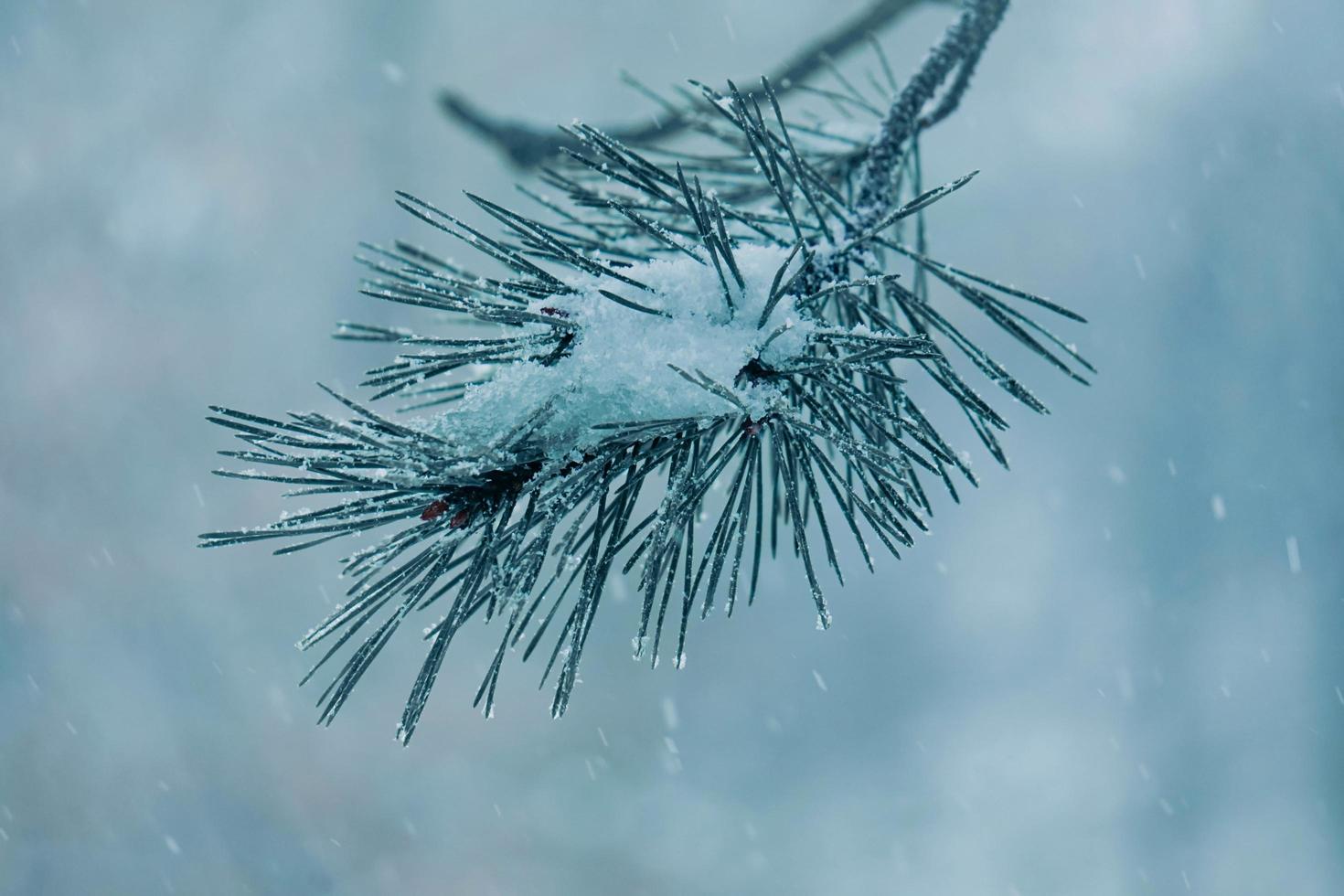 neve nas folhas de pinheiro na temporada de inverno, fundo branco foto