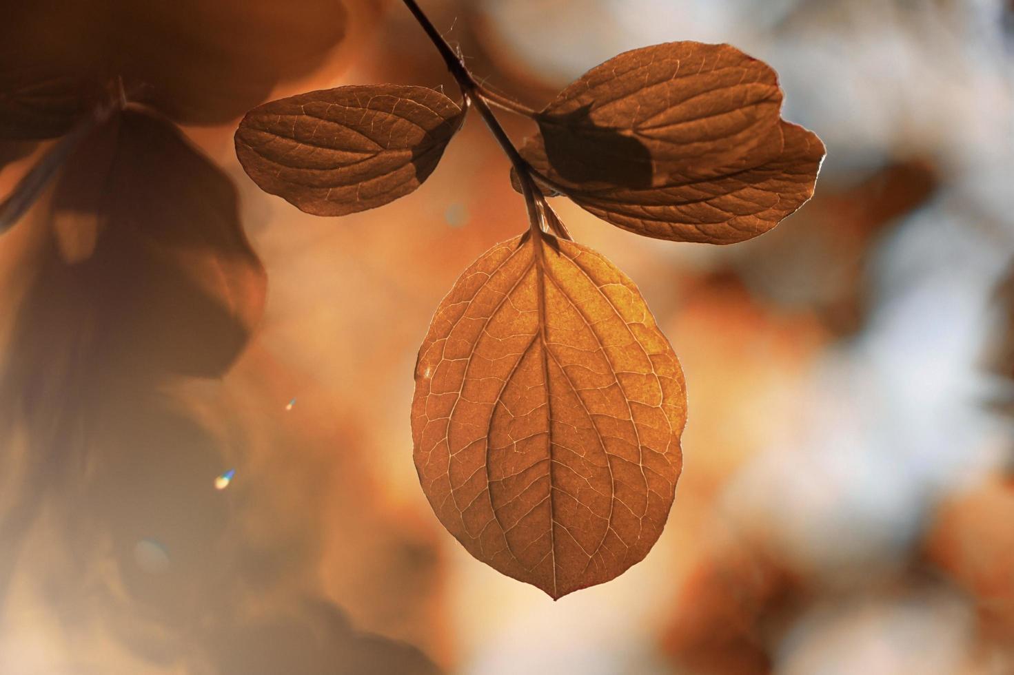 folhas de árvores marrons na temporada de outono, folhas de outono, fundos marrons foto