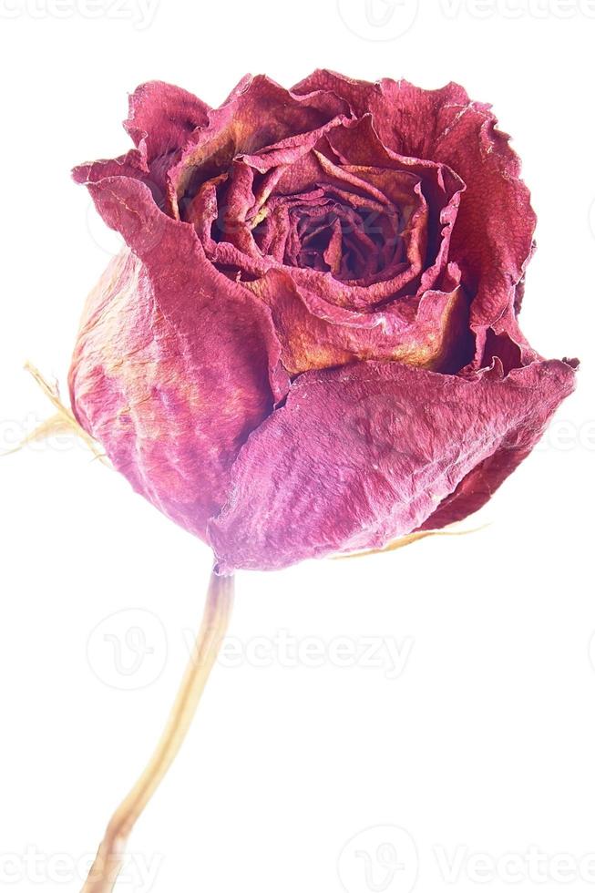 única rosa seca foto