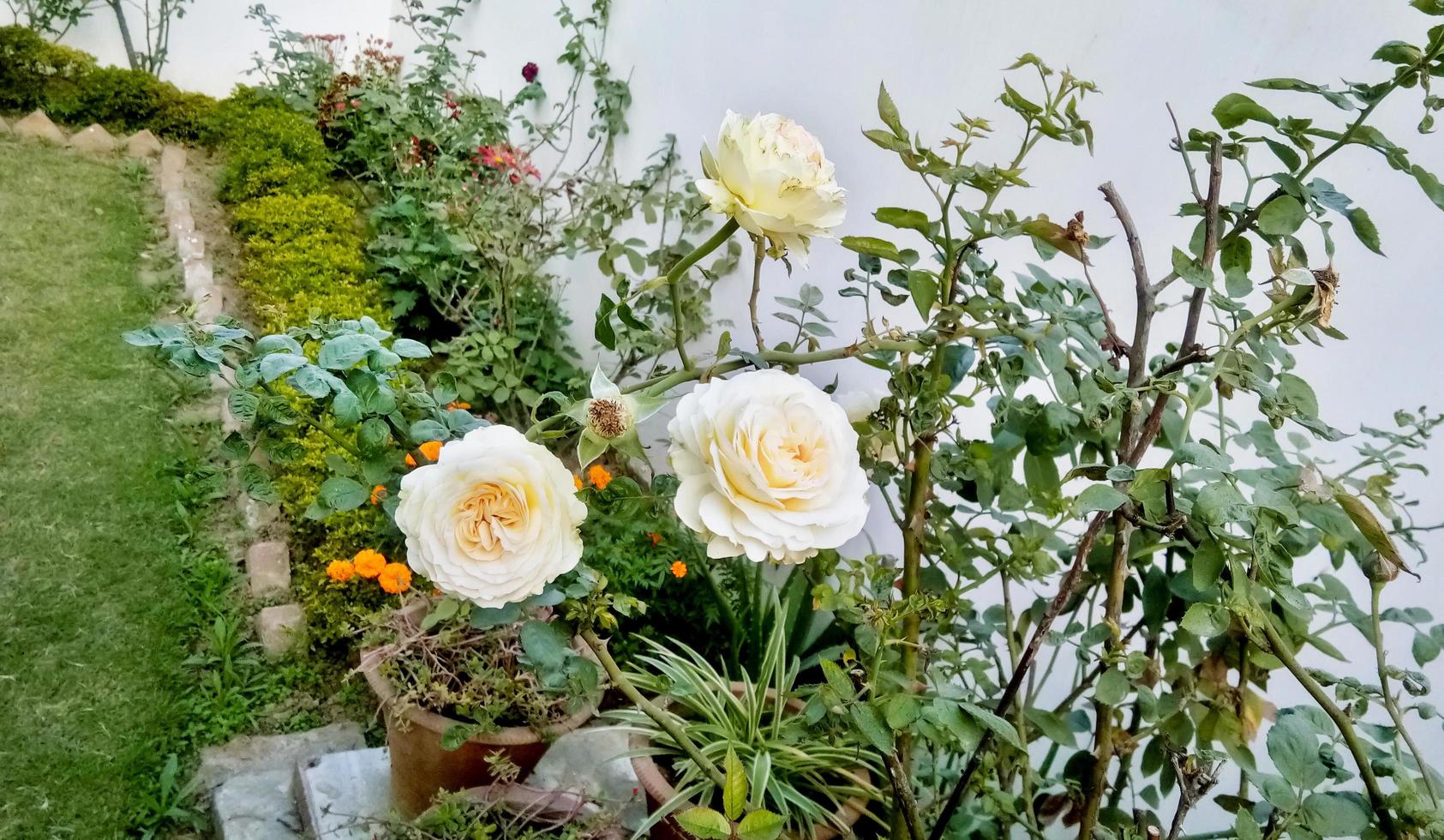 arbusto de flores rosas brancas na temporada de verão em casa jardim de flores foto