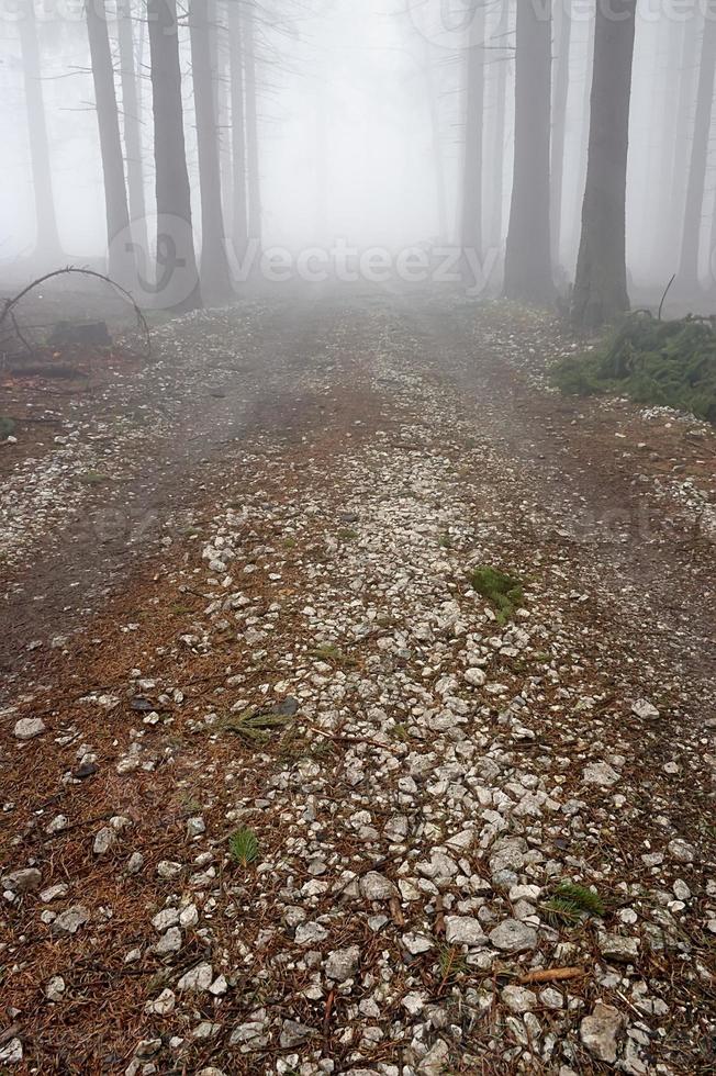 estrada da floresta e neblina foto