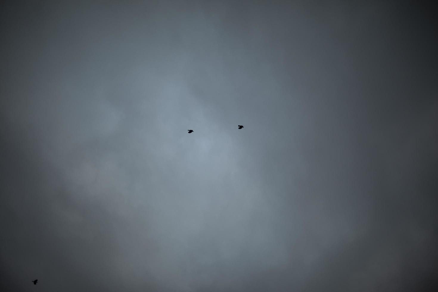 pássaros no céu cinza. dois pássaros estão voando. foto