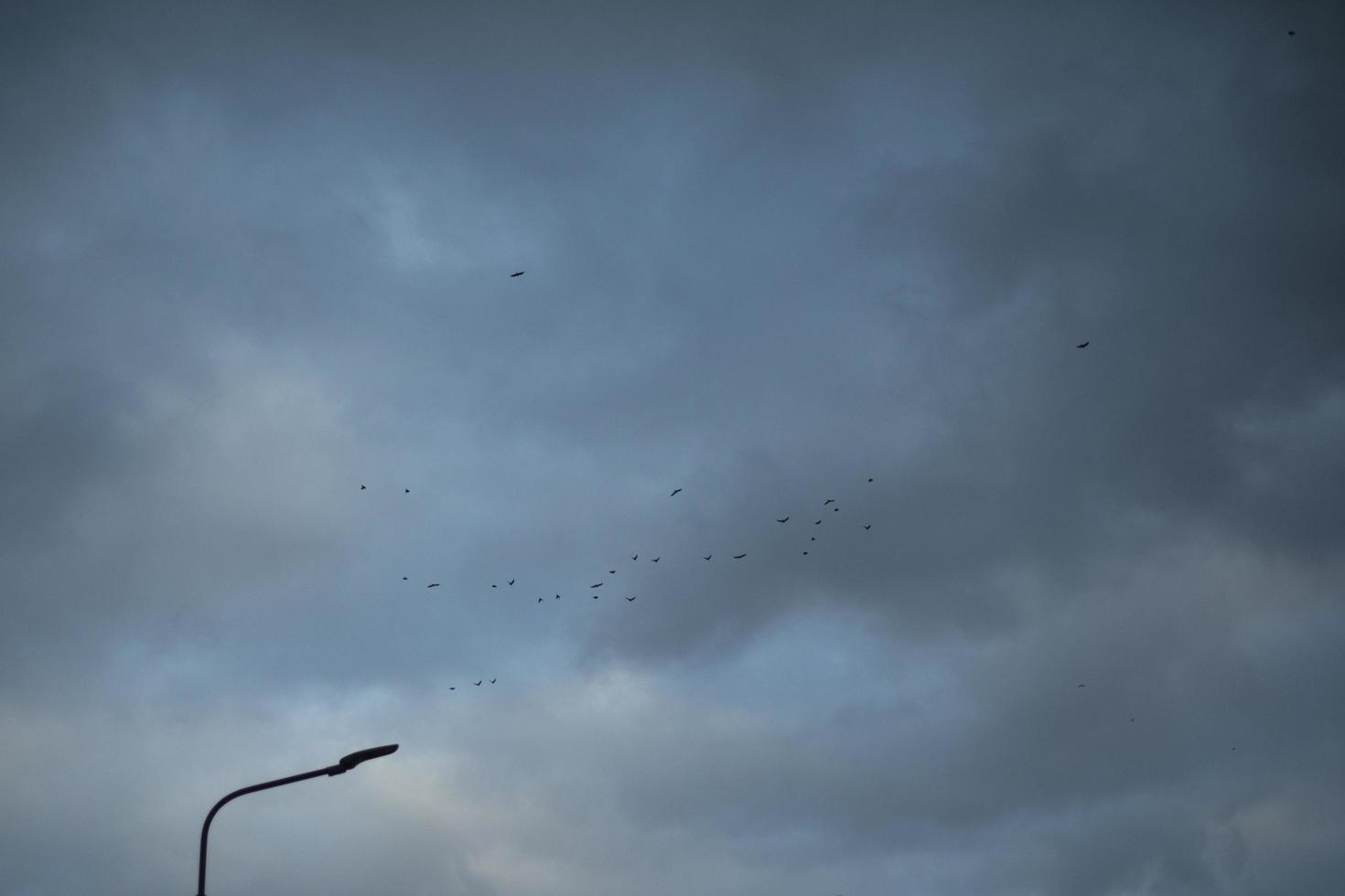 vista do voo do bando de pássaros na cidade. foto