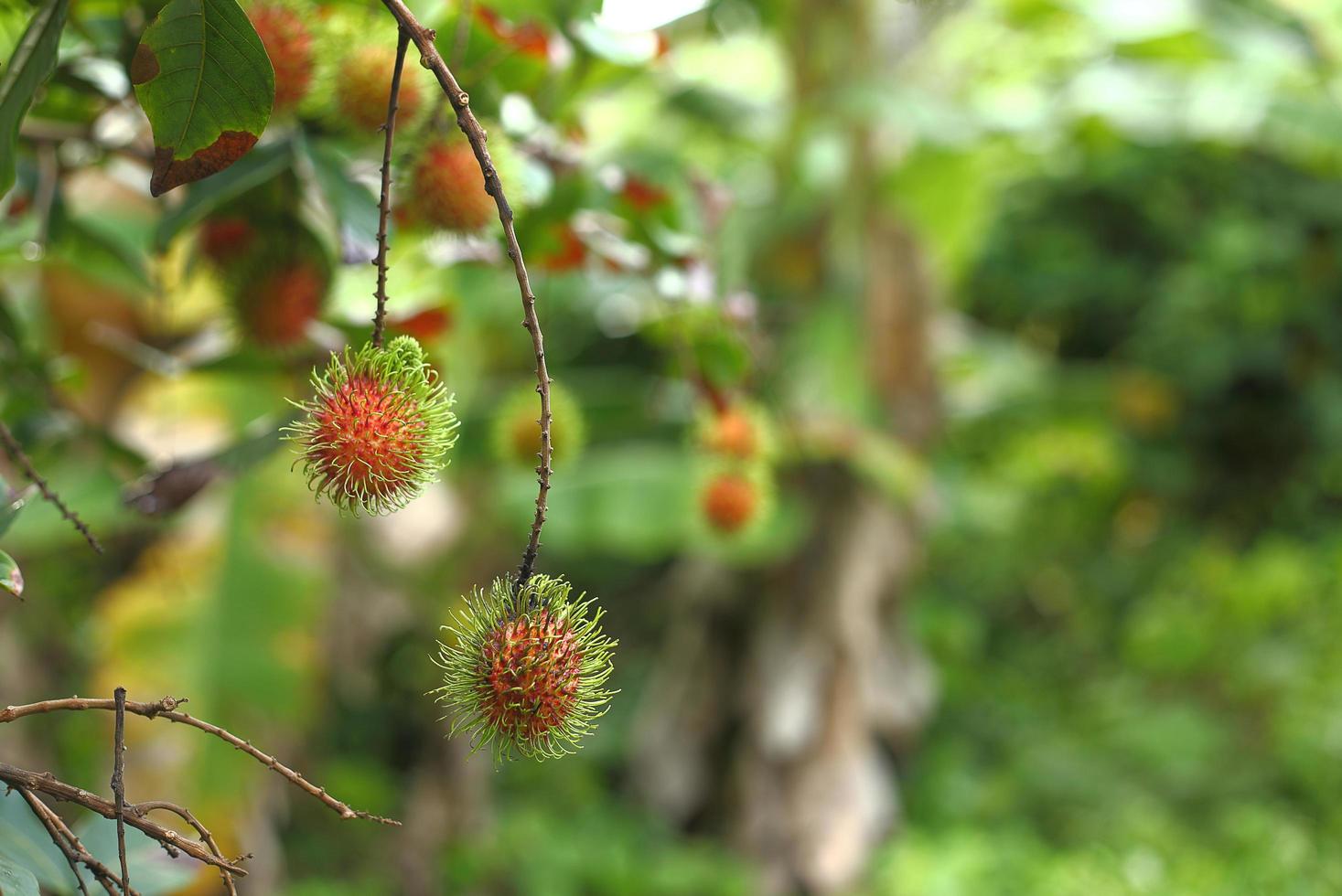 árvore de rambutan na própria horta foto