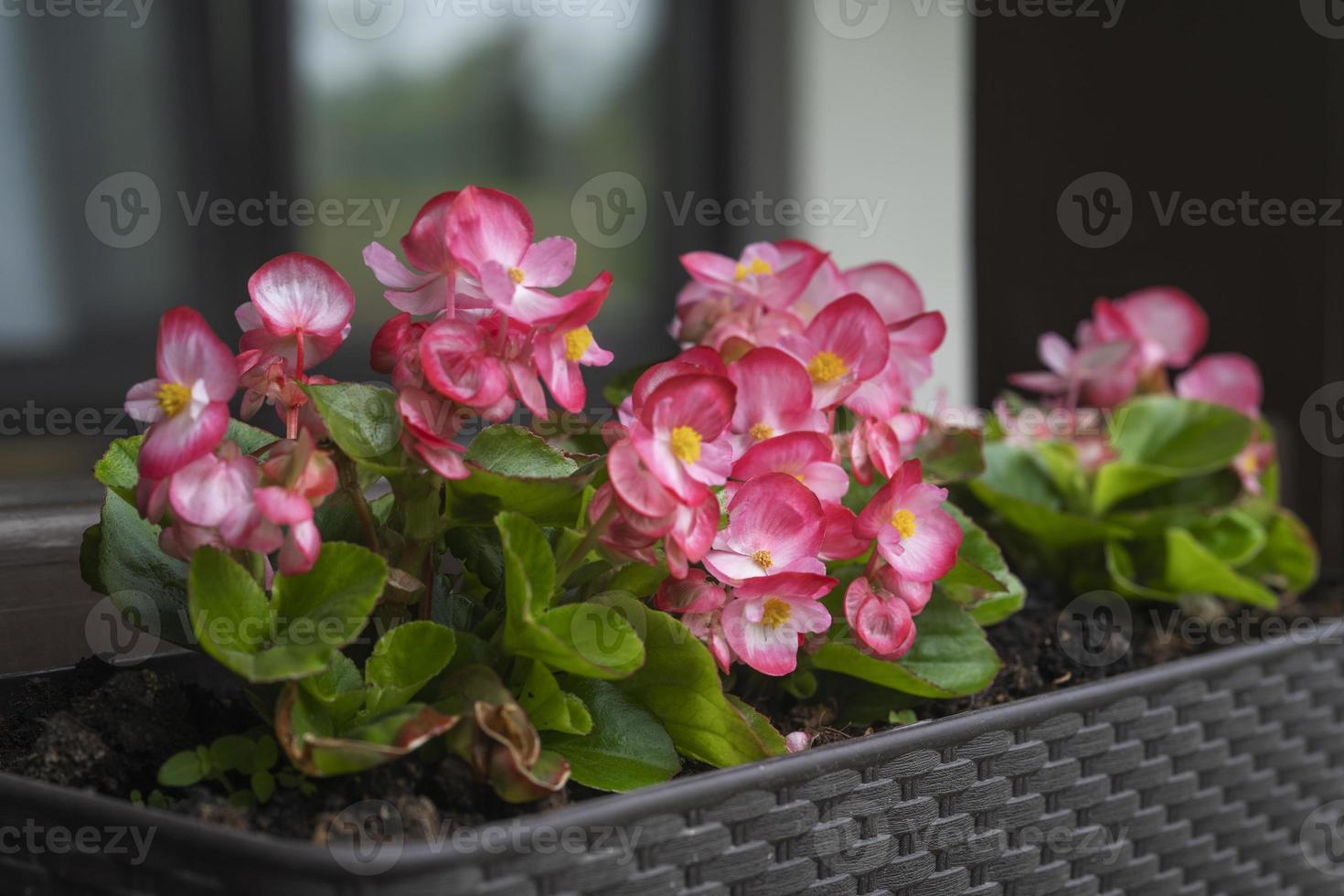 uma bela flor begônia de cor fúcsia crescendo no pote no terraço. conceito de plantio e jardinagem foto