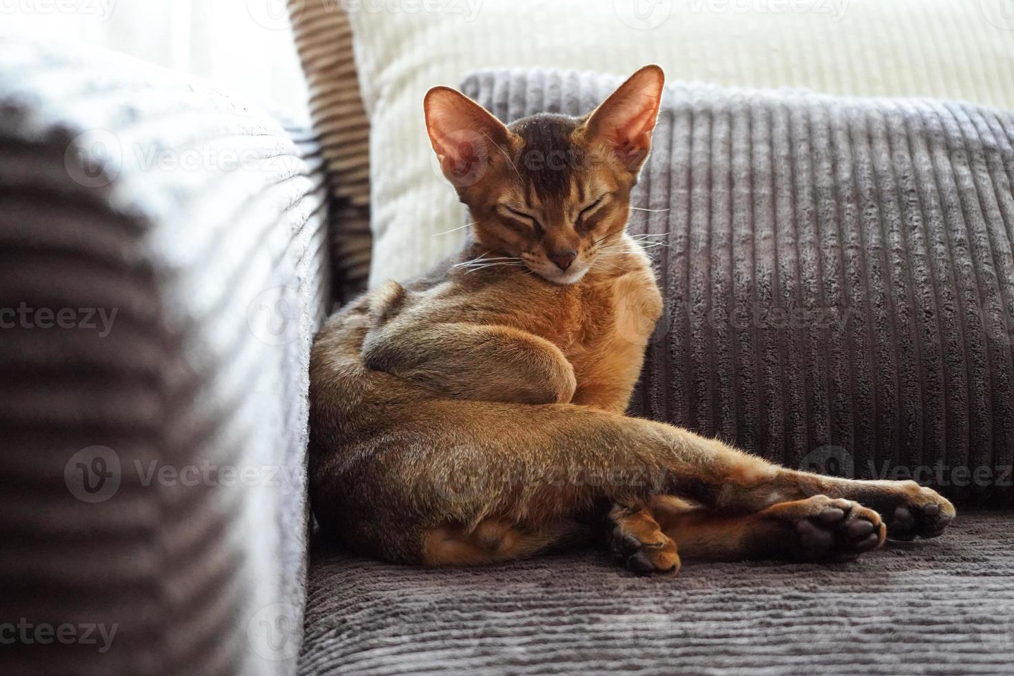 um gatinho abissínio dormindo deitado no sofá da sala foto