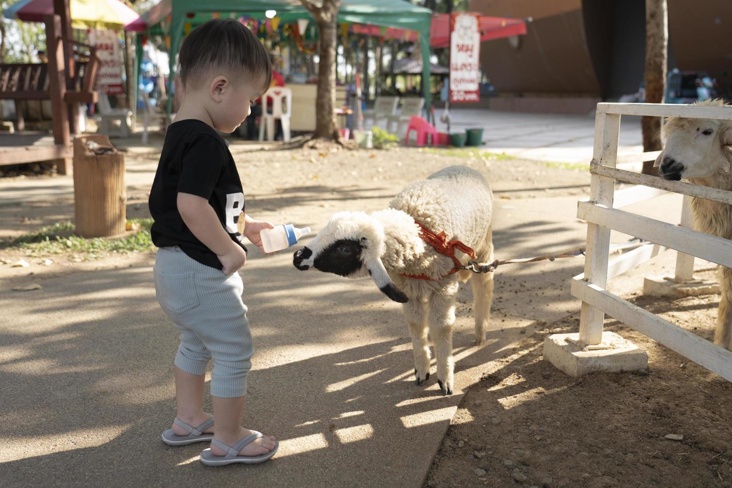 menino asiático alimentando ovelhas por garrafa de leite. cordeiros de fazenda comem das mãos de uma criança. foto