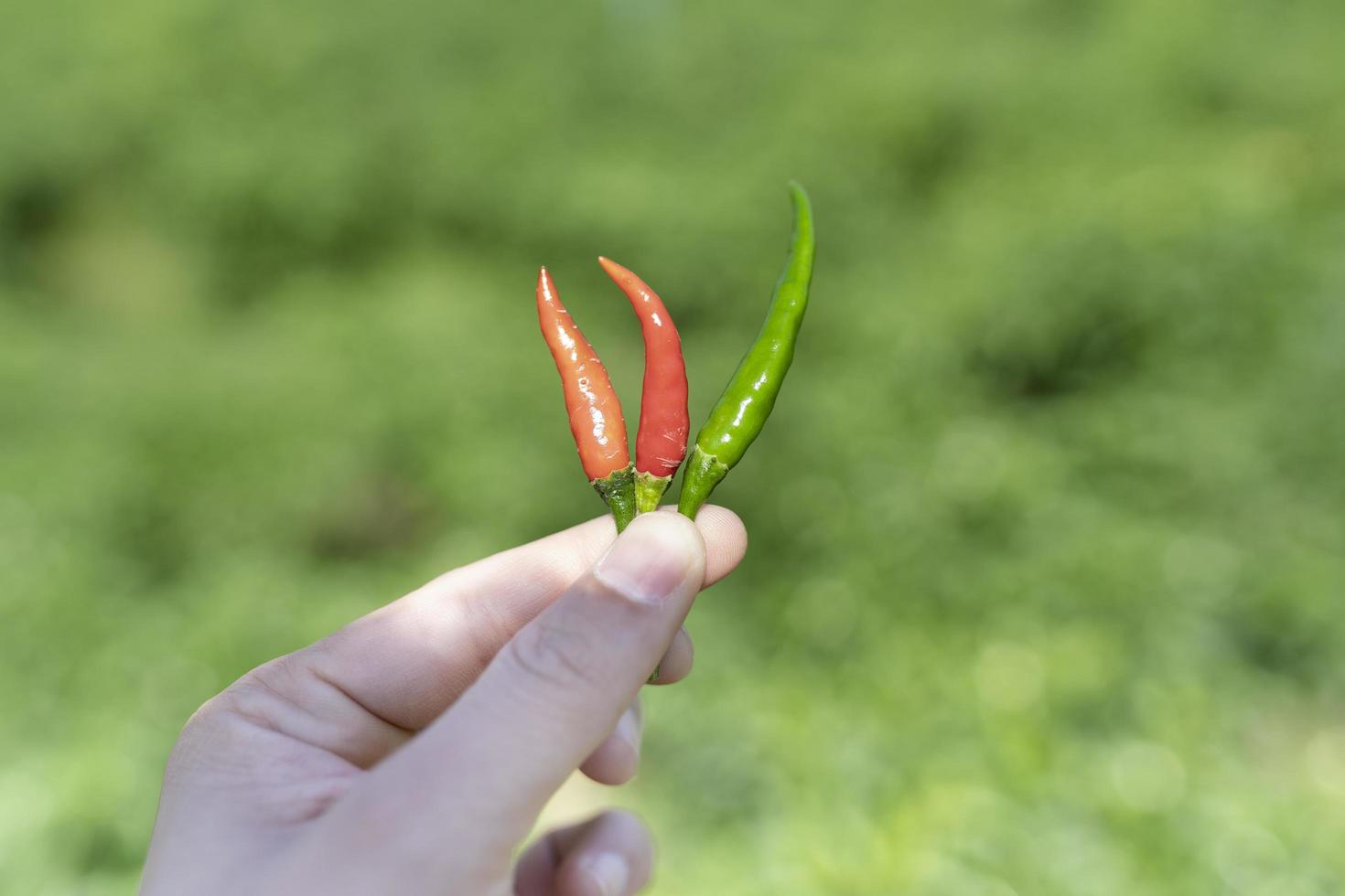 pimentão verde e vermelho fresco na mão. um ingrediente importante para cozinhar comida tailandesa e muito bom para a saúde. foto