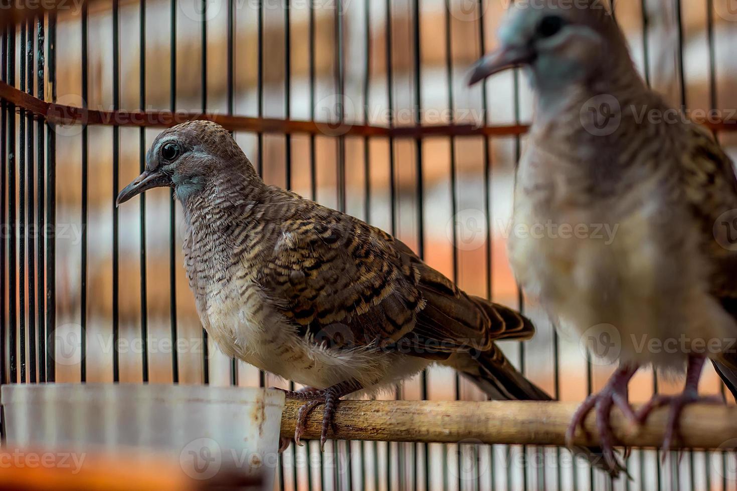 perkutut jawa é uma espécie de ave da tribo columbidae foto