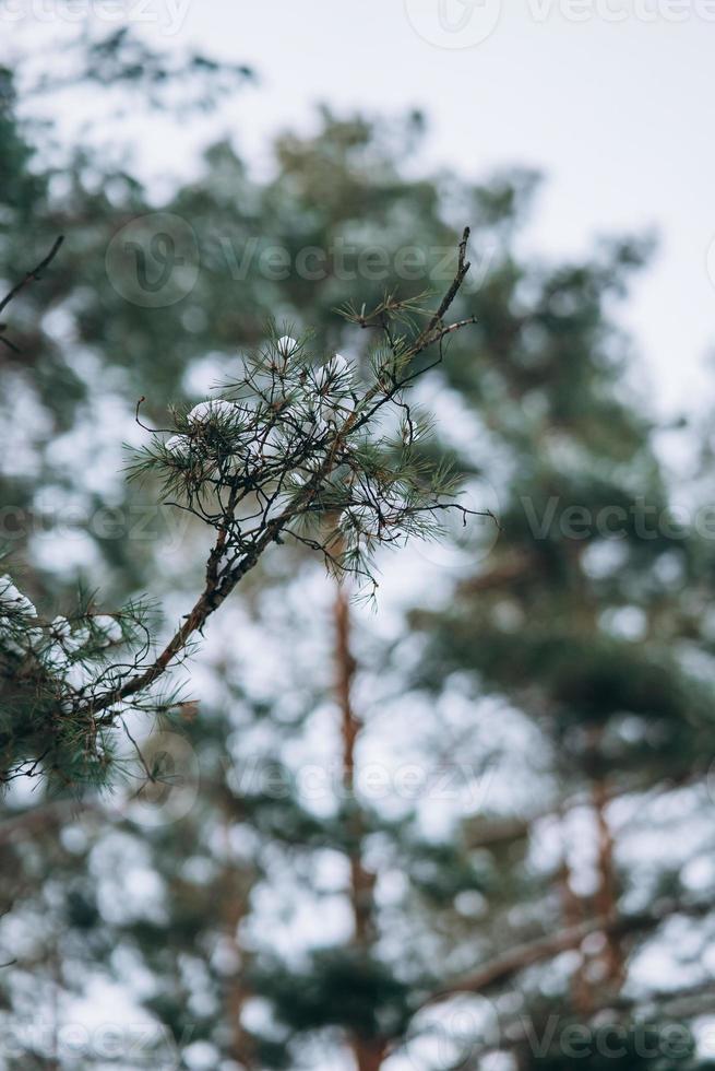 floresta de inverno com neve nas árvores e no chão foto