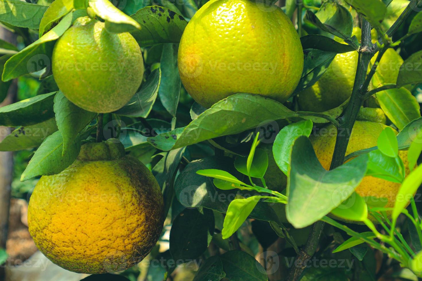 laranjas locais indonésias que vão amadurecer em breve, com uma cor verde que começa a ficar amarela. foto