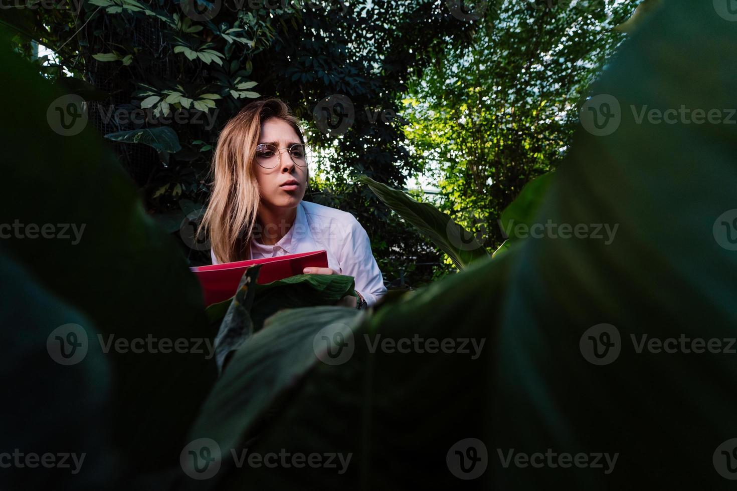 jovem engenheiro agrônomo examina folhas em estufa foto