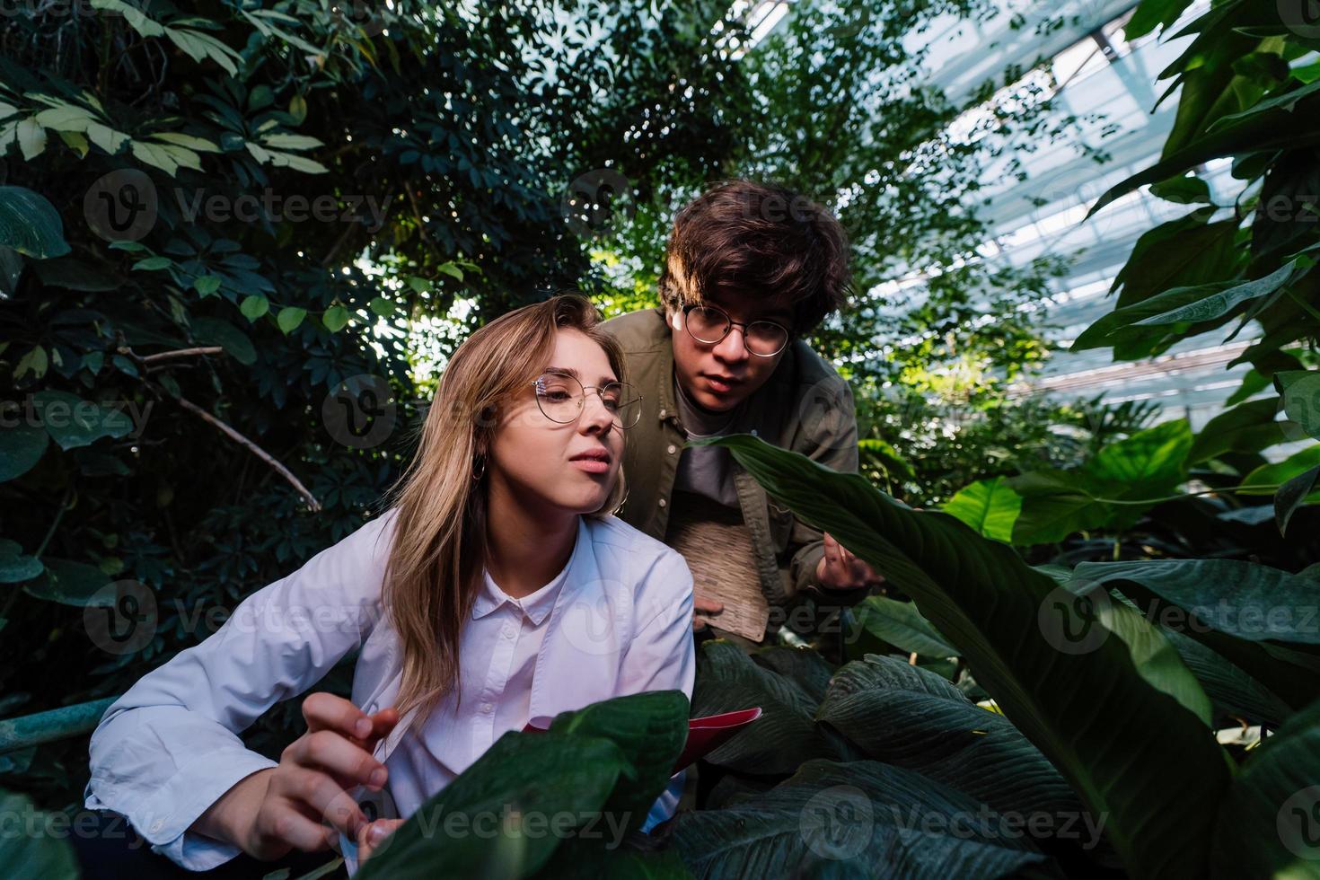 jovens engenheiros agrícolas estão procurando algo em estufa foto