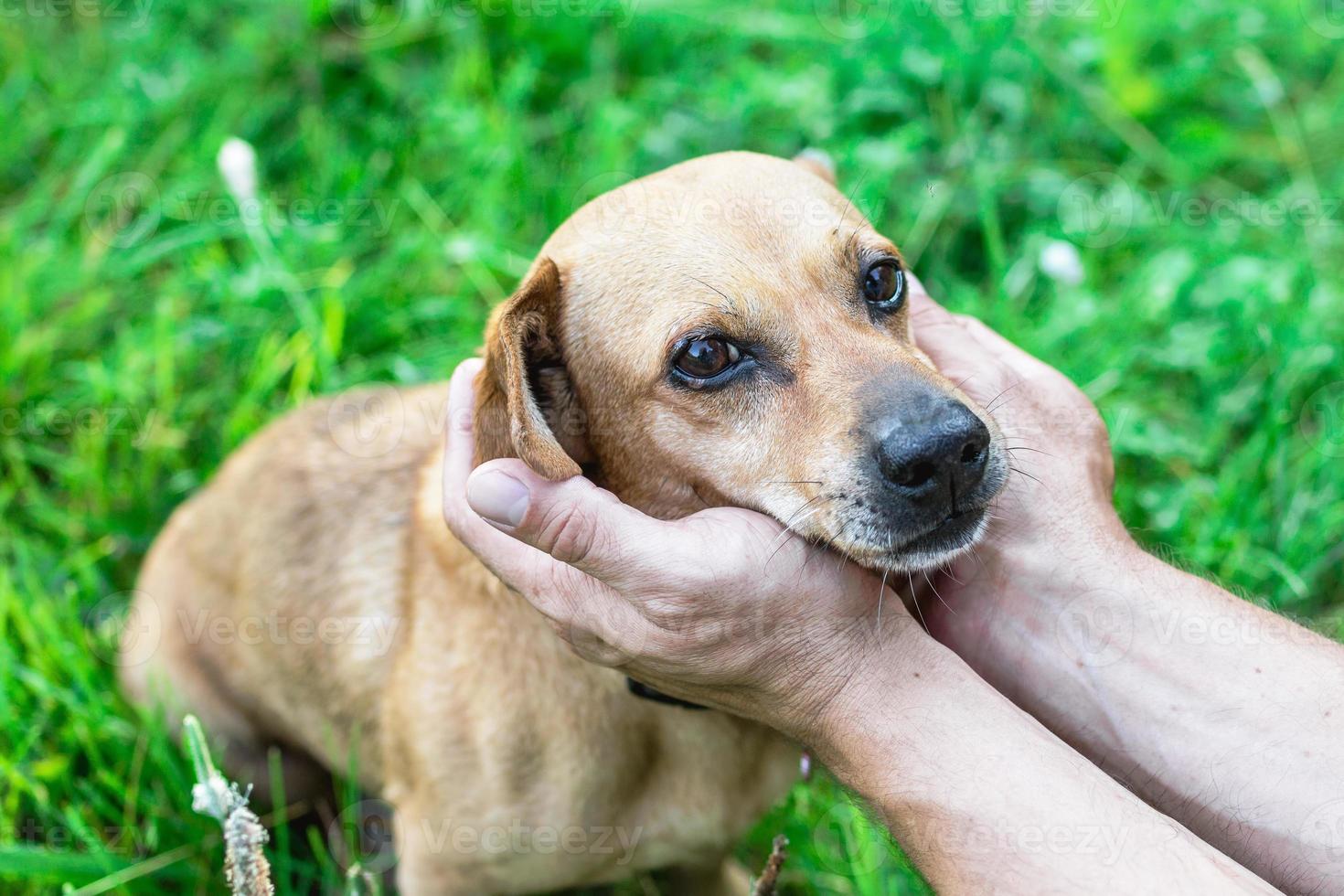 proprietário segurando o rosto do cachorro nas mãos com muito amor e carinho. foto