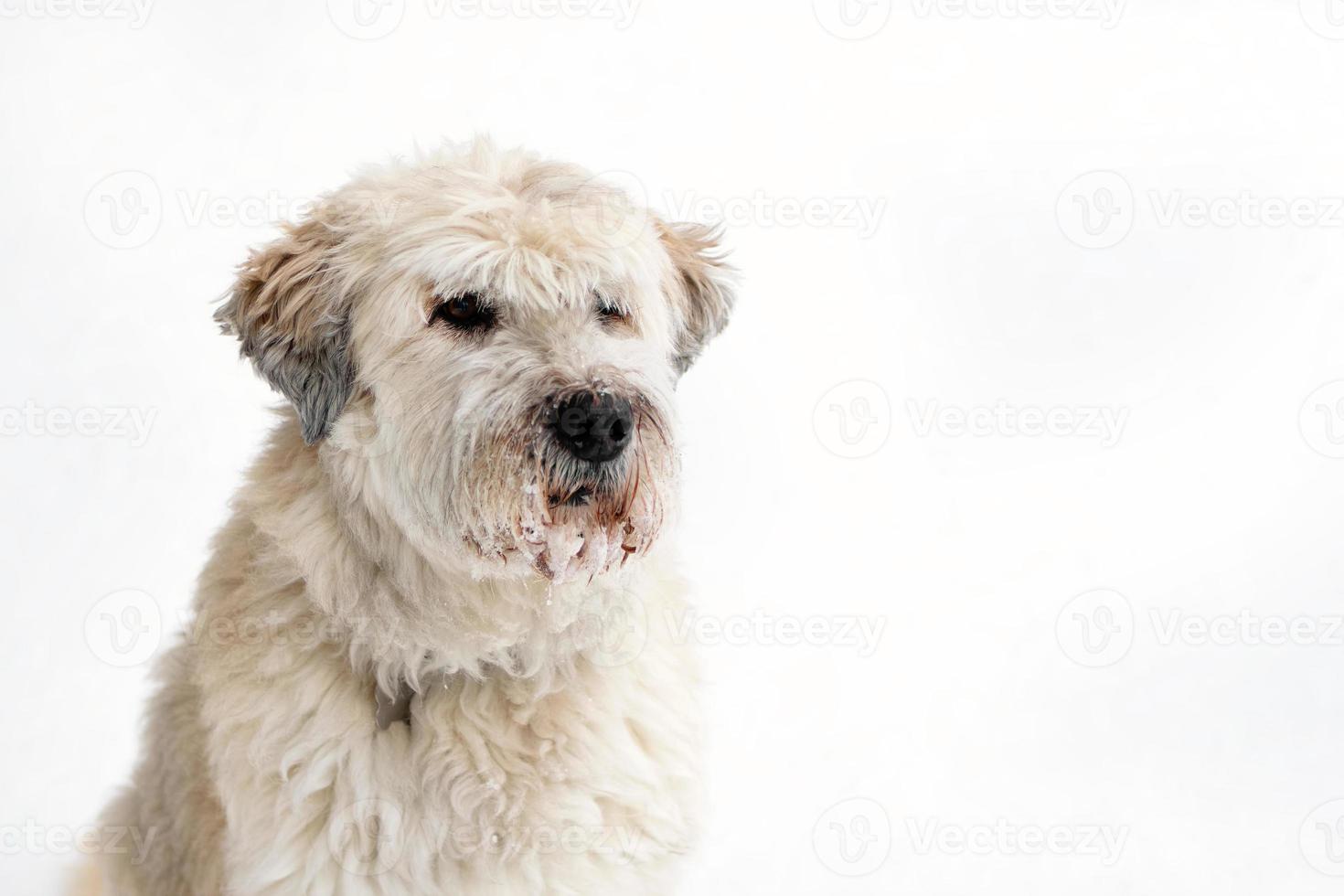 retrato de cão pastor do sul da Rússia para passear em uma floresta de inverno. foto