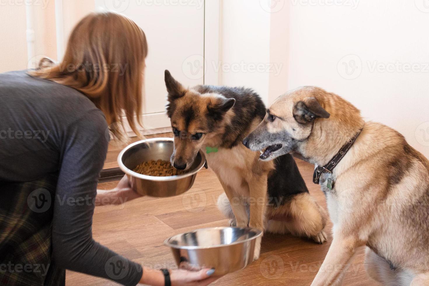dois cães famintos estão esperando por alimentação. o dono dá a seus cães as tigelas de grânulos. foto