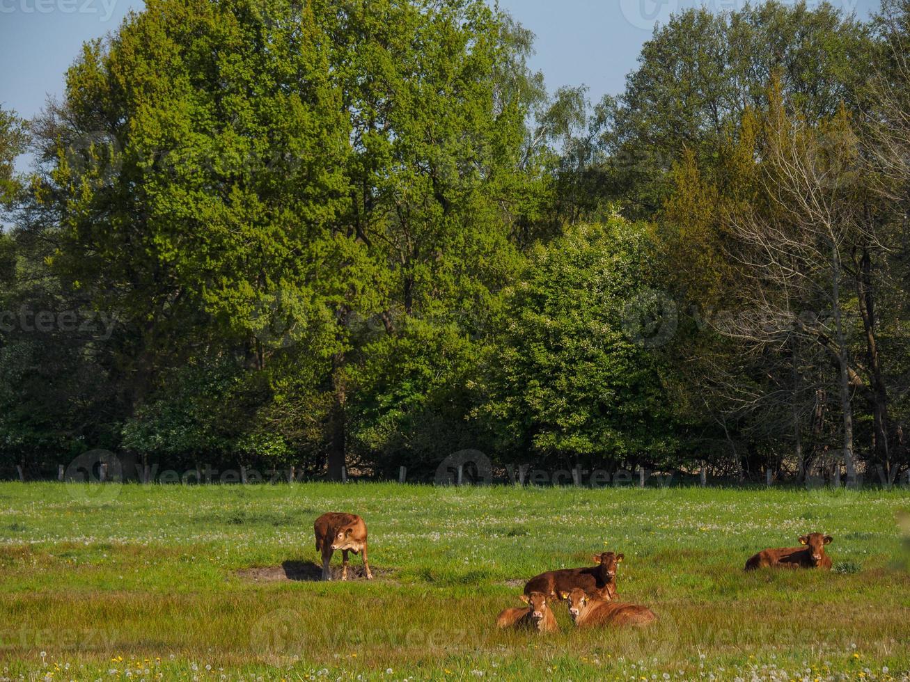 caminhadas perto de reken no muensterland alemão foto