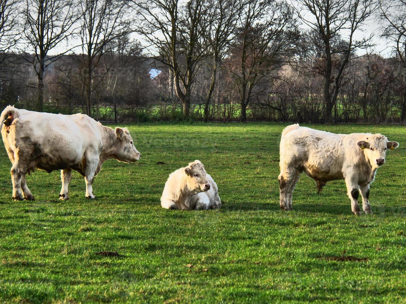 vacas em um prado na Westphalia foto