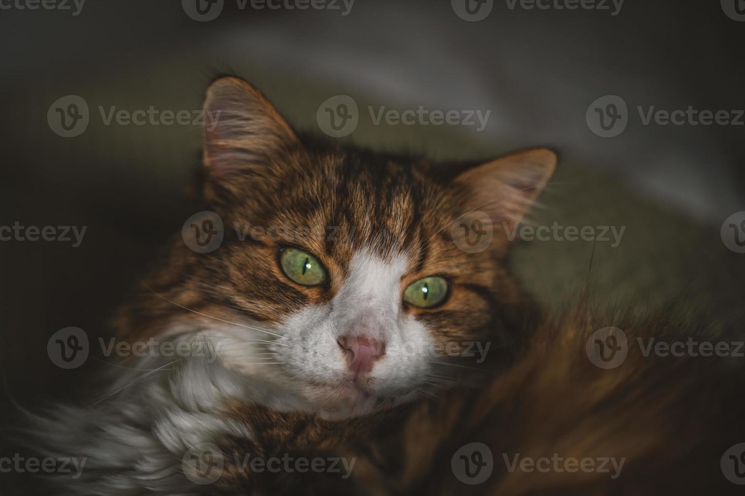 retrato de um gato com olhos verdes foto