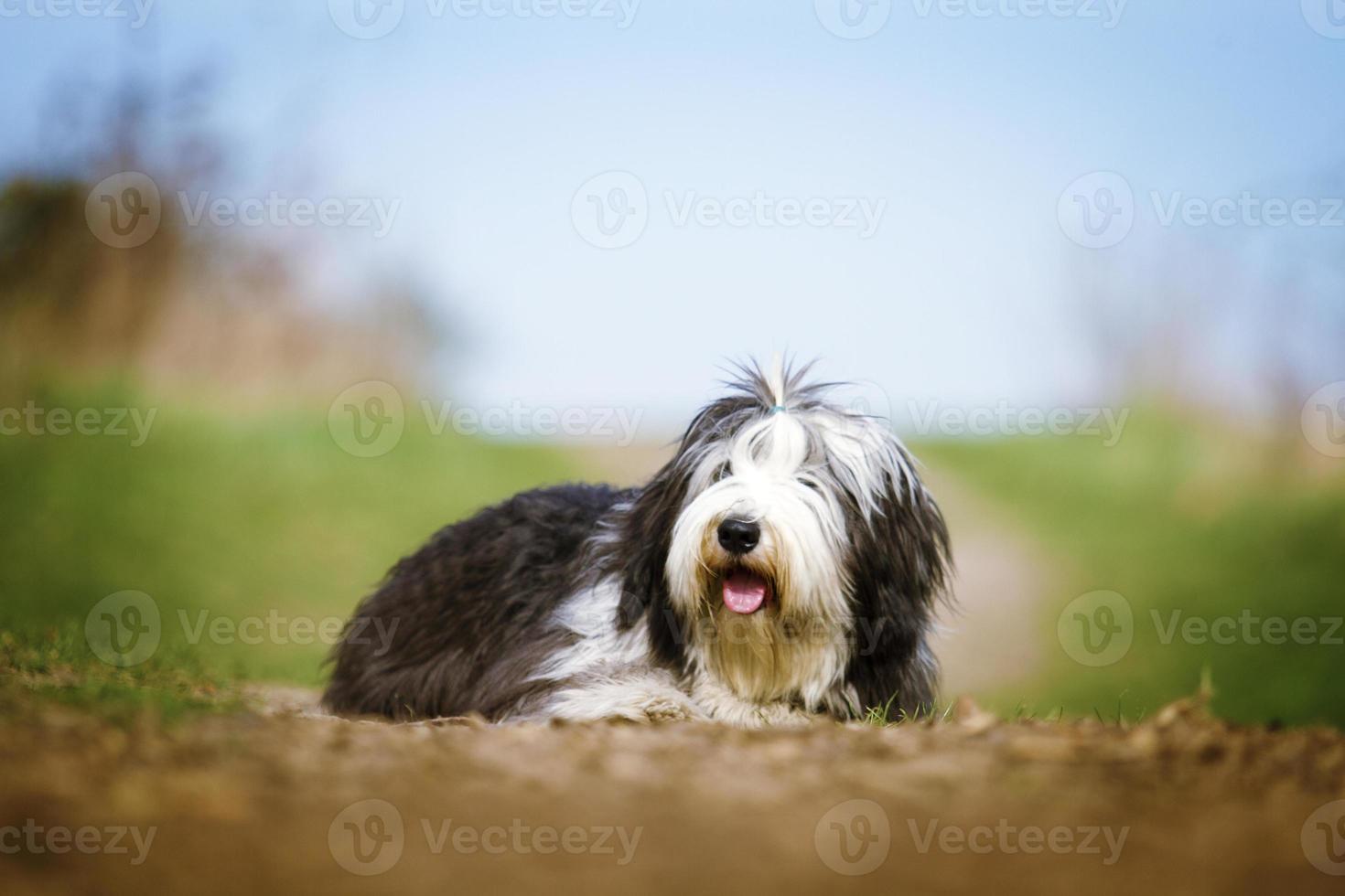 belo divertimento collie barbudo cachorro velho inglês sheepdog filhote de  cachorro rela 1179180 Foto de stock no Vecteezy