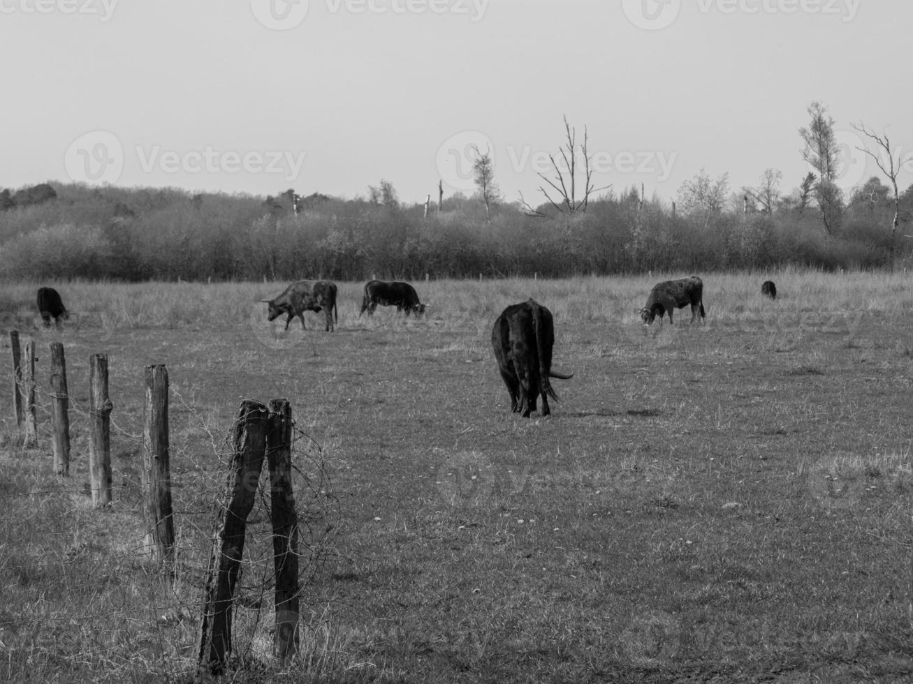 o muensterland alemão foto