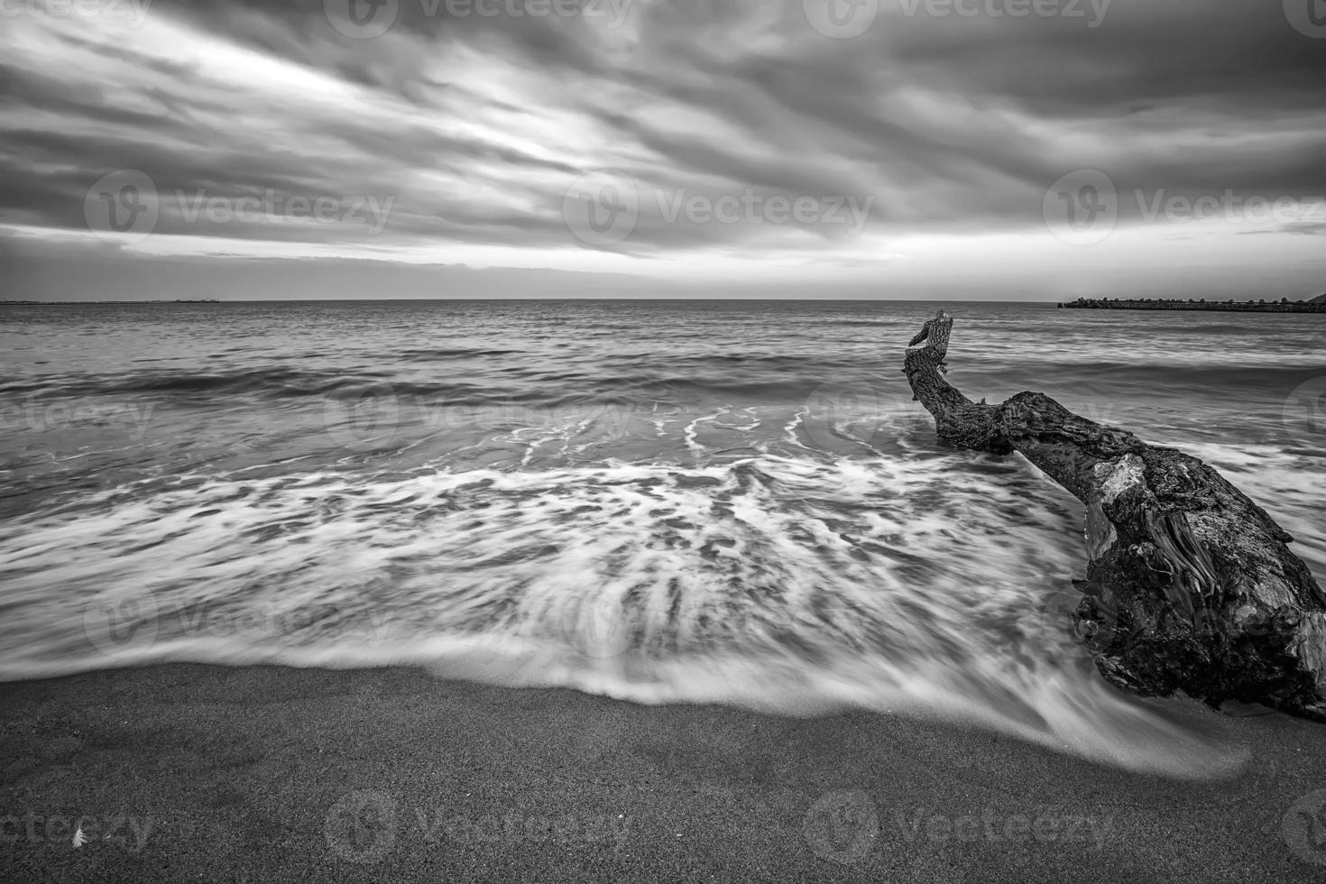 marinha. vista idílica do pôr do sol com a velha árvore na praia em preto e branco foto