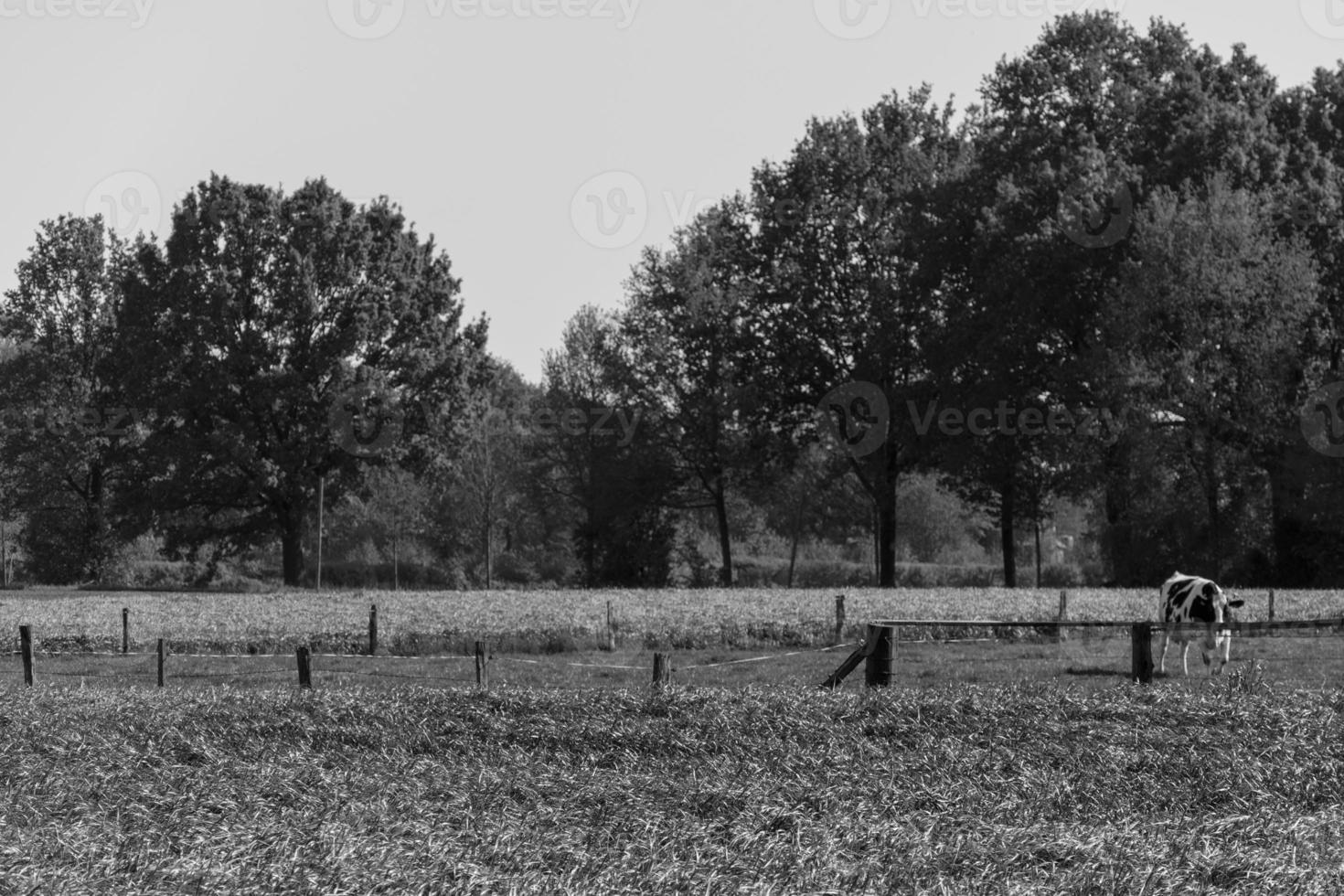 o muensterland alemão foto