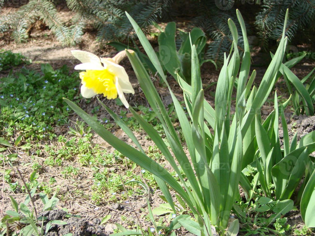 canteiro de flores de narciso com deriva amarela. flores de narciso duplo branco narcisos narcisos. foto